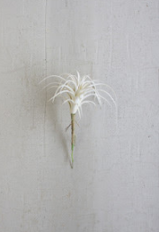 White Air Plant Small