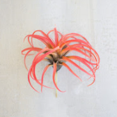 Flocking Red Airplant