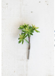 Succulent Stem