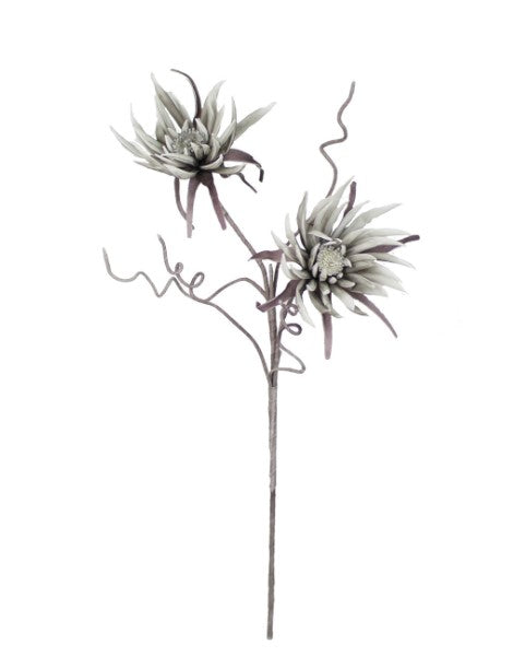 Botanica #2288