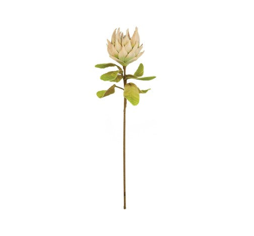 Botanica #2517