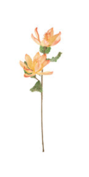 Light Orange Botanica