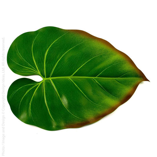 Bali Hai Placemat Philodendron