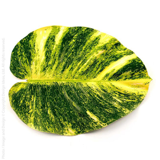Bali Hai Placemat Pothos