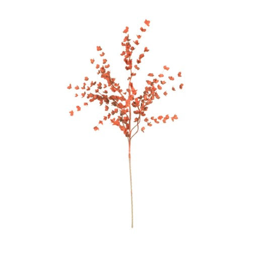 Botanica #977