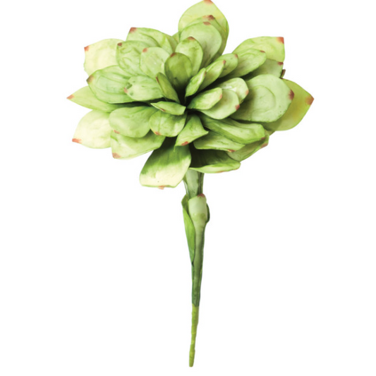 Botanica Cabbage plant #43