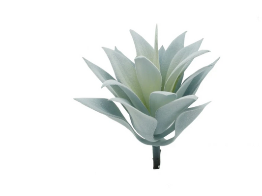 Blue Succulent