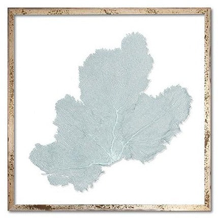Classic Sea Fan Blue Haze