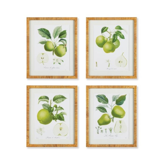Fruit Study 19.5x23.5