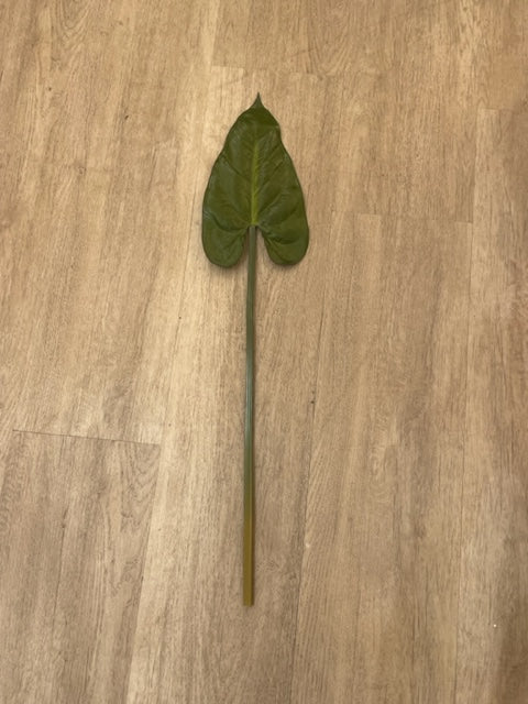 Philodendron stems