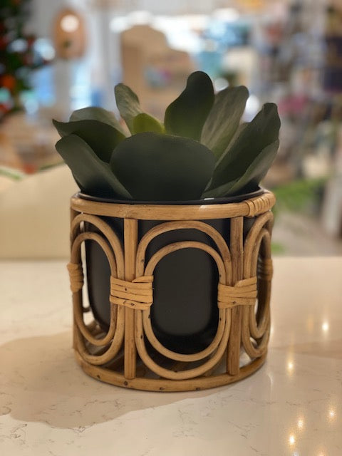 Rattan Succulent