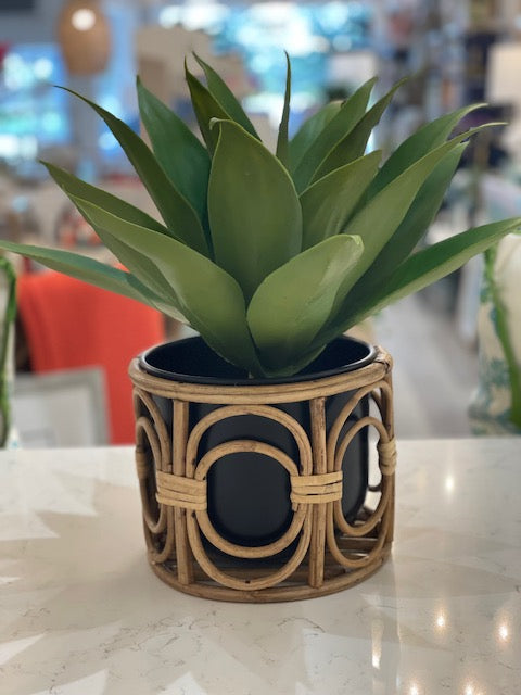 Large Rattan Succulent
