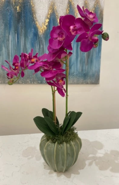 Magenta Orchids in Medium Celadon Cachepot