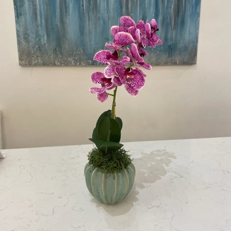 Small Leopard Orchid in a mini celadon cachepot