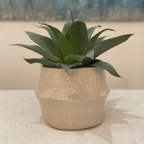 Succulent in Ceramic Wicker Vessel