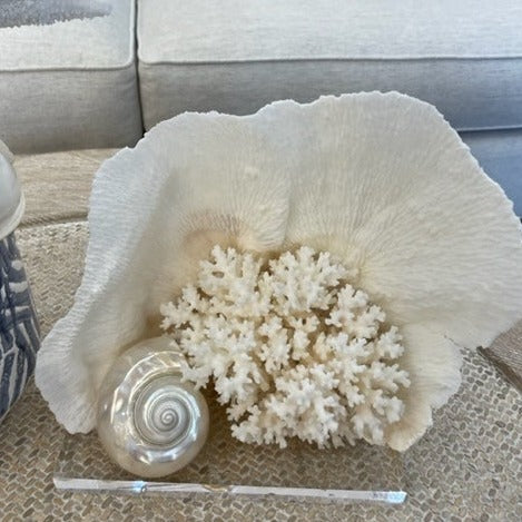 Merulina and Lace Coral with Turbo shell