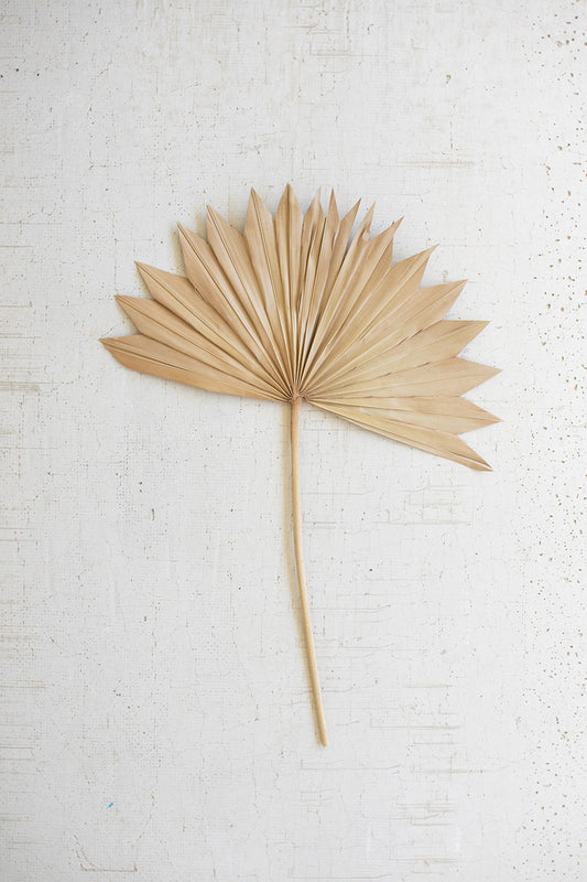 large natural sun palm spear