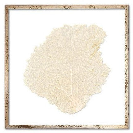 Classic Sea Fan in Oyster