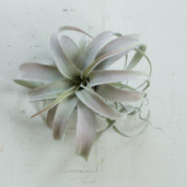 XL Tilisandsia Plant