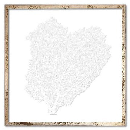 Classic Sea fan in White Sail
