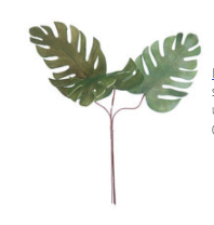 Tri Stem monstera palm
